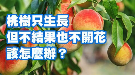 桃樹不開花|桃樹只生長但不結果也不開花 該怎麼辦？